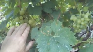 ВИНОГРАД СОРТ ИЛЬЯ,СОЗРЕВАЕТ РАНЬШЕ АРКАДИИ.