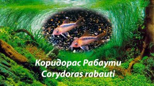 Коридорас Рабаути / Corydoras rabauti