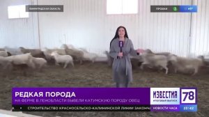 Редкая мясная порода овец