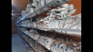 Размещение грибных блоков вешенки. Горизонтальные и вертикальные ряды. Микроперфорация. Стеллажи