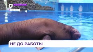 Морж Миша остановил работу приморского дельфинария