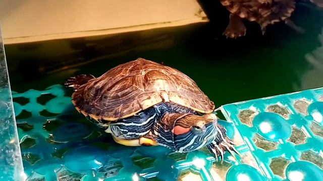 Взвешивание черепахи. Вес красноушки смотреть онлайн