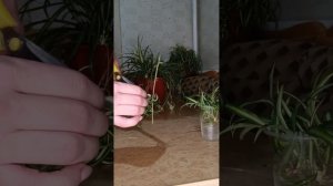 Хлорофитум. Посадка, уход и размножение. Хлорофитумы хохлатый, Бонни, узколистный.