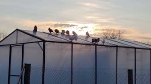 Были ли поросята в свиноматке ? \ Разделываем свинью \ Жизнь в деревне зимой