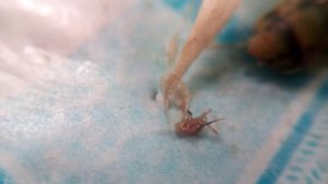 Как кусает оса,