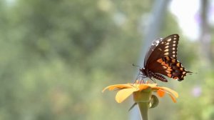 Dan Gibson’s Solitudes - Eternal Grace | The English Country Garden