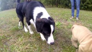 58. Как познакомить щенка со взрослой собакой. Социализация щенка