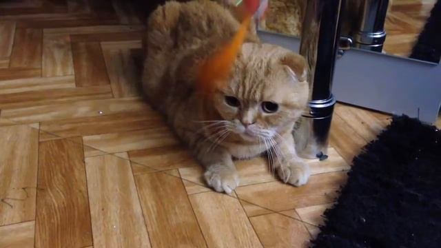 Scottish Fold. Кот, который впал в дзен. Пытаемся злить кота. Не реагирует