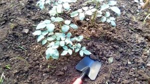 Влагозарядный полив сада поздней осенью, не пропустите! Полив осенних саженцев после высадки.
