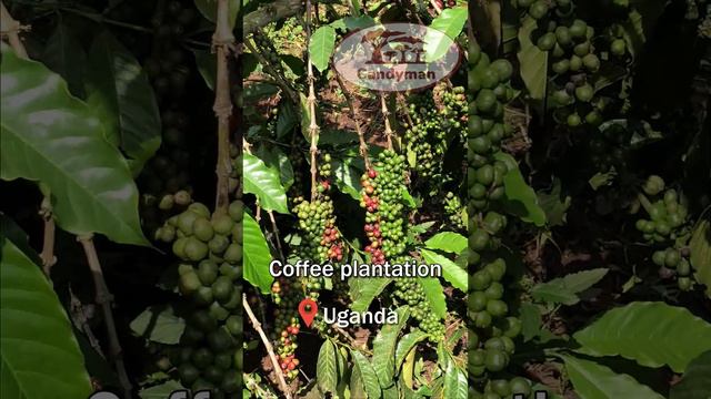 African Coffee farm