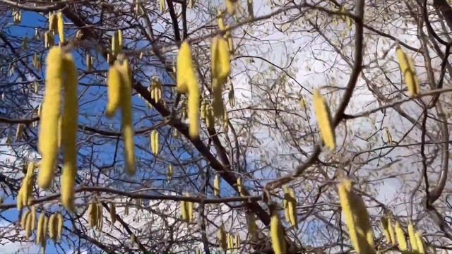 ФУНДУК в БЕЛАРУСИ.ЦВЕТЕНИЕ ТРАПЕЗУНДА смотреть онлайн