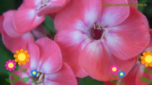 Флокс метельчатый Аня Гаганова. Краткий обзор, описание характеристик phlox paniculata Ania Gaganov