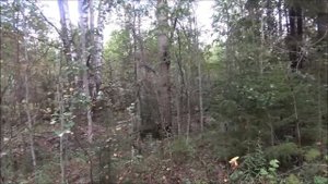 Открытие охоты на зайца с гончей