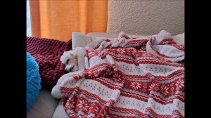 СПЯТ УСТАЛЫЕ ИГРУШКИ