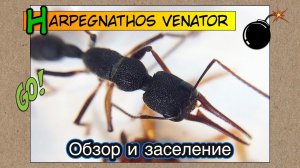 Harpegnathos venator // Обзор и Заселение венаторов
