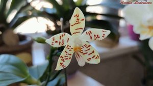 Фаленопсис ЗЕБРИНА (Phal. ZEBRINA 'palawan') из размера 2,5` к цветению за 6 месяцев! Уход и полив!