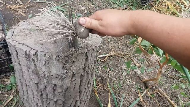 Приспособление для быстрой обрезки чеснока из сегментов. смотреть онлайн