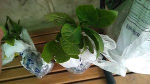 Обзор гортезии Самарская Лидия и Бесконечное лето.