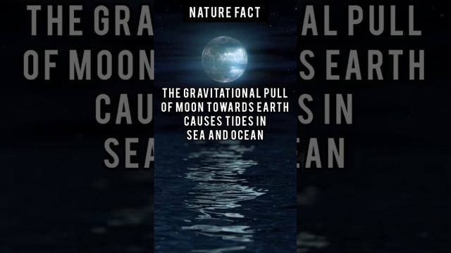 amazing facts #nature #sea #facts #science #oceanwaves #oceansounds #ocean #tidal #fact #seawaves