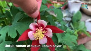 Tanaman hias bunga super cantik Aquilegia cultorum “crimson star”