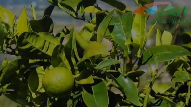 Nikon Coolpix S3500 Training Video HD смотреть онлайн