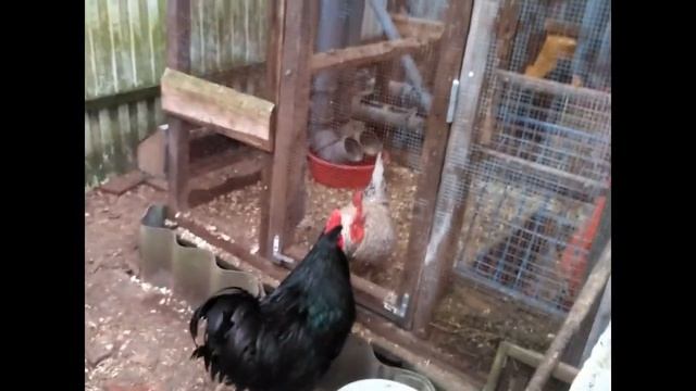 Джерсийские гиганты декабрь. Снижение яйценоскости. смотреть онлайн