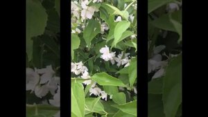 Жасмин ( Чубушник)