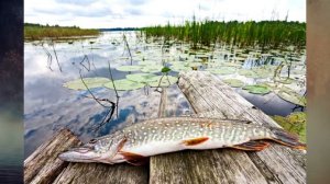 Лучшая погода для ловли щуки.При какой погоде щука лучше клюет? Это однозначно ЩУЧЬЯ погода!