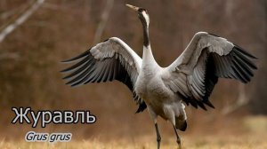 Голоса и звуки животных.