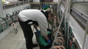Технология машинного доения овец