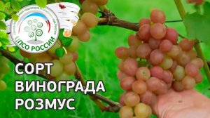 Сорт винограда Розмус. Описание сорта винограда Розмус.