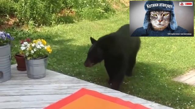 Котики атакуют | Юмор смотреть онлайн