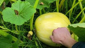 Часть 2. Могилевская красавица на 9 октября 23 г. Растим большие тыквы. Блог о огороде.