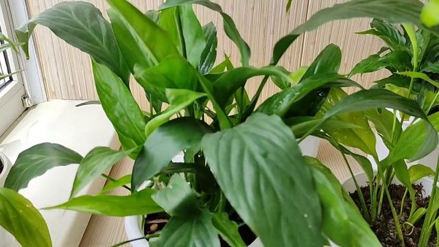 Спатифиллум из Магазина не Растёт смотреть онлайн