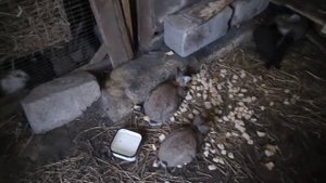 Внимание! Кокцидиоз у КРОЛИКОВ быстрое лечение и профилактика / из Города в Деревню