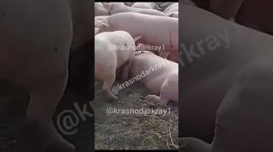 свиная чума краснодарском крае