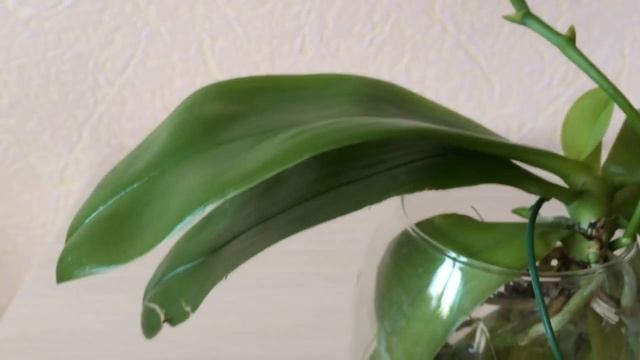 Черные пятна на листьях орхидеи. Кто знает, что это и как с этим бороться и лечить? смотреть онлайн