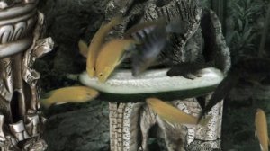 Корм для аквариумных рыбок. Витамины для Цихлид.