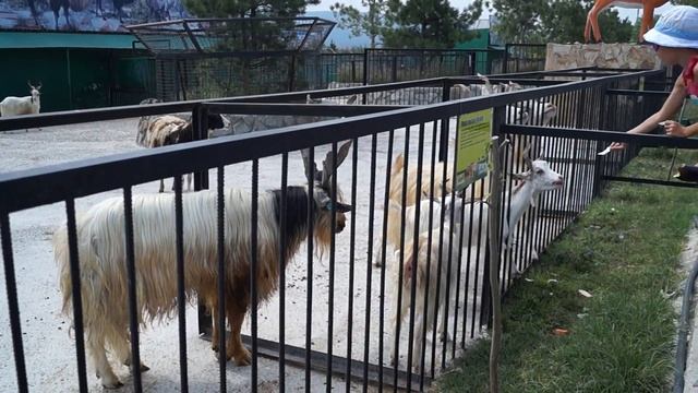 Тайган - Рогатики =D смотреть онлайн