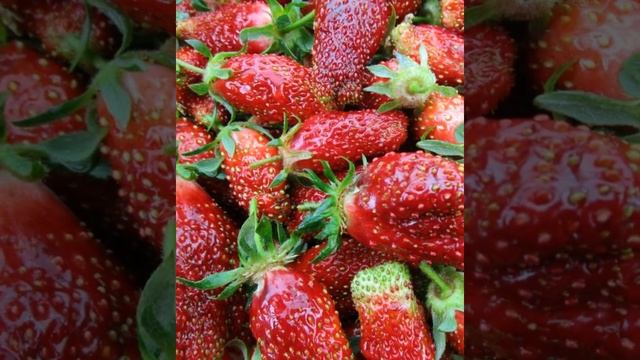СОРТ ЗЕМКЛУНИКИ КУПЧИХА И КУПЧИХА 2 // ВАЦАП ДЛЯ ЗАКАЗА КАТАЛОГА 89152458159 ПИСЬМЕННО