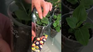 Почему не всходят астры