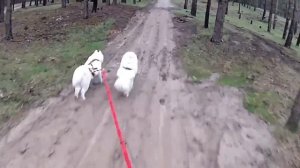 Байкджоринг с самоедами. На велосипеде с собакой