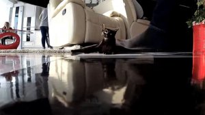 БЕШЕНЫЙ ЧЕРНЫЙ КОТ НАПАЛ НА ЧЕЛОВЕКА