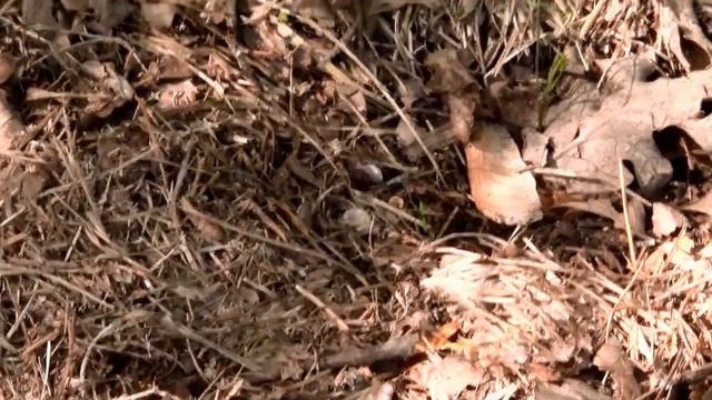 Starting Asparagus From Seeds. смотреть онлайн