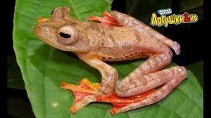 Deagostini  Лягушки и Ко БОРНЕОСКАЯ ЛЕТАЮЩАЯ ЛЯГУШКА Деагостини распаковка Liska Show