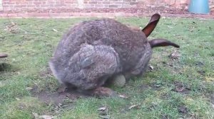 Giant Rabbit in the Garden...