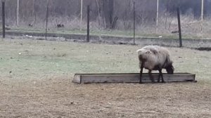 Овца карабахской курдючной породы.