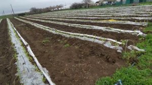 Поливаем кукурузу из бассейна. Нехватка влаги, ложим 2-ю каплю.