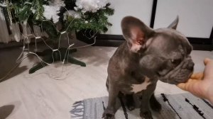 Собака выполняет команды. Французский бульдог Быстро обучается командам. Айза старается!