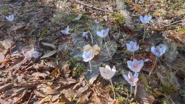8.3.2018Поздравление Клуба любителей истории Феодосии с праздником 8 МАРТА ! смотреть онлайн